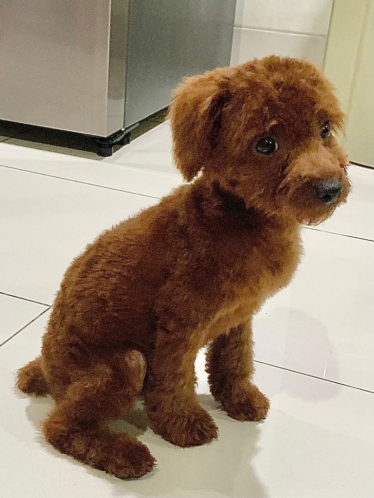 Awas ada anjing
